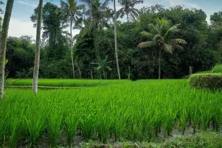 Ilustrasi: Hamparan sawah hijau dengan latar belakang pohon kelapa dan pepohonan rimbun.