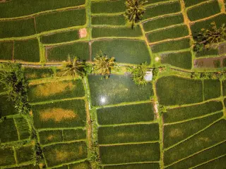 Ilustrasi: Pemandangan udara petak-petak sawah hijau bertingkat dengan pohon kelapa di sekitarnya.