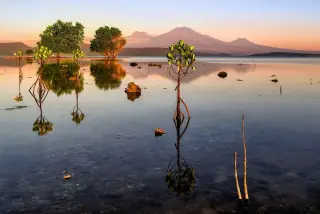 Foto arsip: Hutan di Bali.