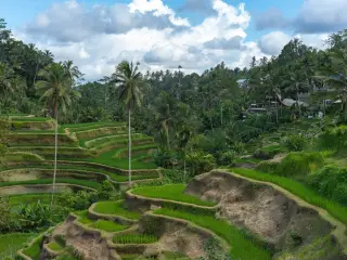 Ilustrasi: Pemandangan sawah terasering hijau berundak dengan deretan pohon kelapa di bawah langit berawan.