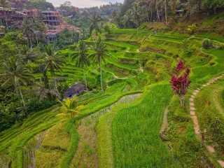 Ilustrasi: Pemandangan sawah terasering hijau berundak dengan deretan pohon kelapa.
