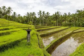 Ilustrasi: Pemandangan sawah terasering berair dan berpadi hijau dengan pelinggih batu khas Bali di bawah deretan kelapa.