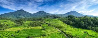 Foto arsip: Sawah di Bali.