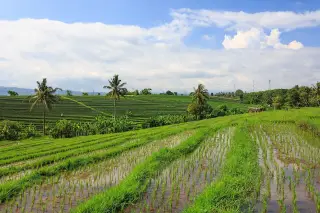 Foto arsip: Sawah di Tabanan, Bali.