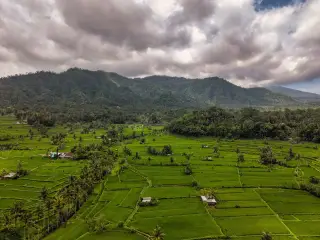 Ilustrasi: Pemandangan udara hamparan sawah hijau dengan latar belakang perbukitan dan langit berawan.
