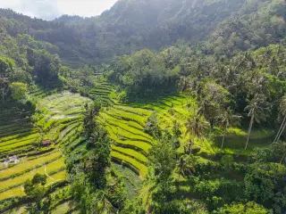 Ilustrasi: Pemandangan udara hamparan sawah terasering hijau yang dikelilingi pepohonan tropis dan perbukitan.
