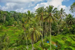 Ilustrasi: Pemandangan sawah terasering hijau dikelilingi deretan pohon kelapa dan hutan tropis di bawah langit berawan.