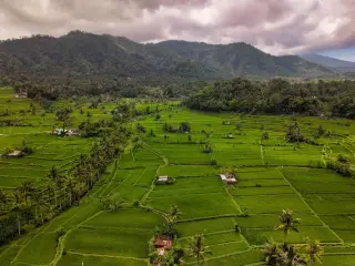 Ilustrasi: Pemandangan udara hamparan sawah hijau berlatar perbukitan dan pegunungan di bawah langit berawan.