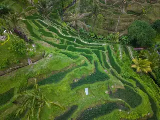 Ilustrasi: Pemandangan udara terasering sawah hijau berundak dengan deretan pohon kelapa.