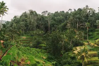 Ilustrasi: Pemandangan terasering sawah hijau yang dikelilingi pepohonan tropis rimbun.