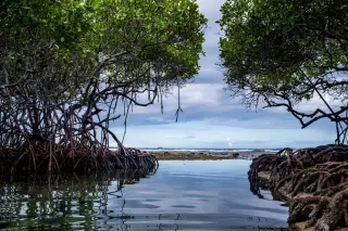 Ilustrasi: Pemandangan pohon bakau dengan akar mencuat di tepi perairan tenang menuju laut.