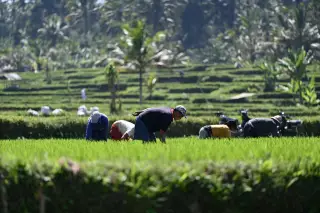 Ilustrasi: Sejumlah petani sedang beraktivitas di sawah bertingkat yang hijau.