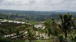 Ilustrasi: Pemandangan sawah terasering berundak dengan genangan air di antara pohon kelapa.