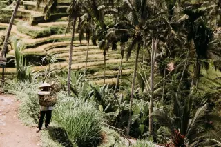 Ilustrasi: Seorang petani memikul bakul di dekat area persawahan berundak dan pohon kelapa.