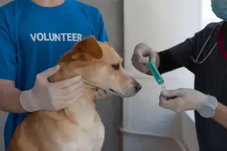 World Rabies Day 2026 Digelar di Renon Denpasar