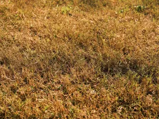 Ilustrasi: Hamparan rumput kering berwarna kecokelatan di bawah sinar matahari.