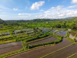 Ilustrasi: Pemandangan udara sawah berundak hijau dengan genangan air di bawah langit cerah berawan.