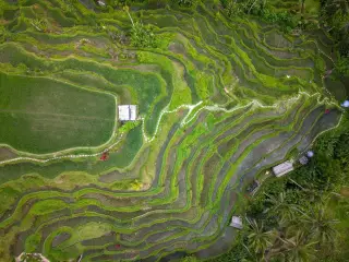 Ilustrasi: Pemandangan udara sawah berundak hijau dengan jalan setapak kecil dan pepohonan tropis.