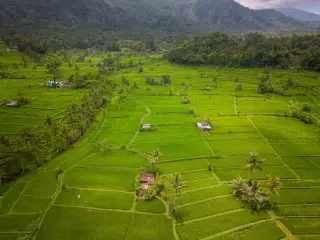 Ilustrasi: Pemandangan udara hamparan sawah hijau berundak dengan latar perbukitan.
