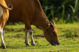 Ilustrasi: Seekor sapi bali berwarna cokelat sedang merumput di padang rumput hijau.