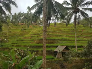 Ilustrasi: Sawah di Bali.