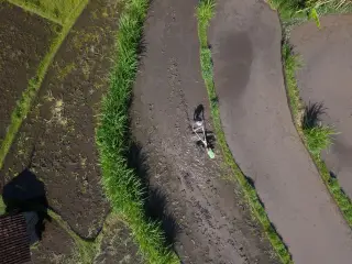 Ilustrasi: Pemandangan dari atas seorang petani membajak sawah berlumpur dengan mesin traktor.