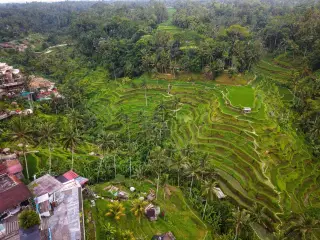 Ilustrasi: Pemandangan udara terasering sawah hijau yang dikelilingi pepohonan kelapa.