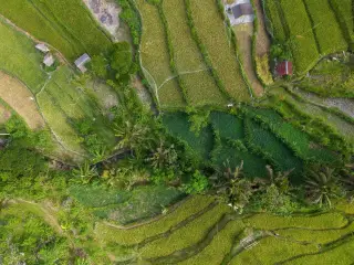 Koster Tetapkan Tenggat Aksara Bali di Buleleng