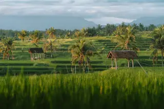 Ilustrasi: Pemandangan sawah terasering hijau dengan pondok kecil dan pohon kelapa di bawah langit berawan.