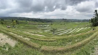 Ilustrasi: Sawah di Bali.