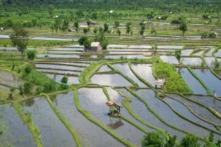 Ilustrasi: Sawah di Bali.