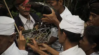 Foto arsip: Ayam biing grungsang (ayam bulu merah berdiri) mempunyai peranan penting dalam proses Upacara Ngangkid Desa Pedawa Bali.