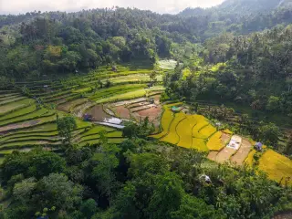 Ilustrasi: Pemandangan udara terasering sawah hijau dan kuning di kawasan perbukitan.