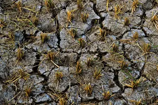Ilustrasi: Tanah sawah yang retak-retak kering dengan sisa-sisa jerami padi.
