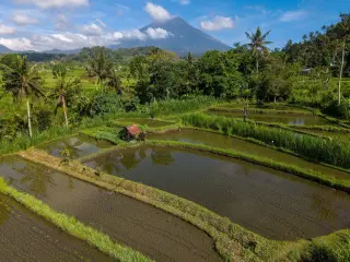 Ilustrasi: Pemandangan sawah terasering berair dengan latar belakang gunung dan langit cerah.