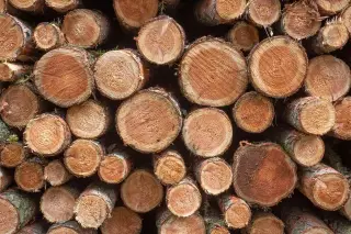 Dua Warga Diamankan dalam Dugaan Pembalakan Liar di Hutan Berangbang