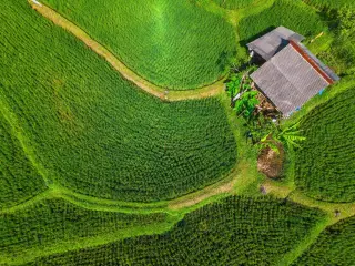 Ilustrasi: Pemandangan udara hamparan sawah hijau bertingkat dengan sebuah gubuk kecil di sudutnya.