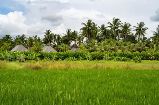 Ilustrasi: Pemandangan hamparan sawah hijau dengan pohon kelapa dan atap rumah tradisional di latar belakang.