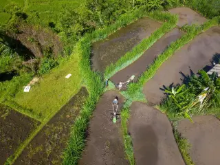 Apa Itu Sistem Subak Bali? Jumlah Kelompok dan Status Warisan Dunia
