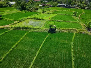 Ilustrasi: Pemandangan udara hamparan petak sawah hijau dan pepohonan di pedesaan.