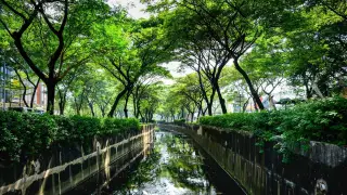 Ilustrasi: Kanal sungai berbeton dinaungi pepohonan rindang di kawasan perkotaan.