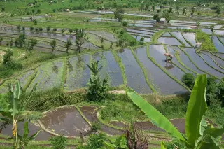 Foto arsip: Sawah di Karangasem, Bali.