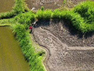 Ilustrasi: Pemandangan udara seorang petani membajak sawah berlumpur dengan traktor tangan.