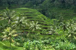 Foto arsip: Rice terraces in Bali.