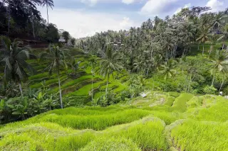 Ilustrasi: Sawah di Bali.
