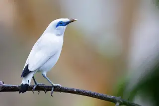Foto arsip: Bali Myna ( Leucopsar rothschildi ).