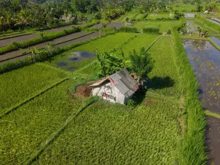 Ilustrasi: Pemandangan udara area persawahan hijau dengan sebuah gubuk di tengahnya.