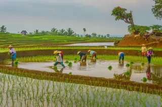 Ilustrasi: Sejumlah petani bertopi caping menanam padi di sawah berundak.