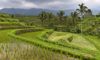 Ilustrasi: Sawah di Bali.