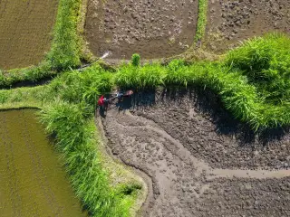 Ilustrasi: Foto udara seseorang membajak sawah berlumpur menggunakan traktor tangan.